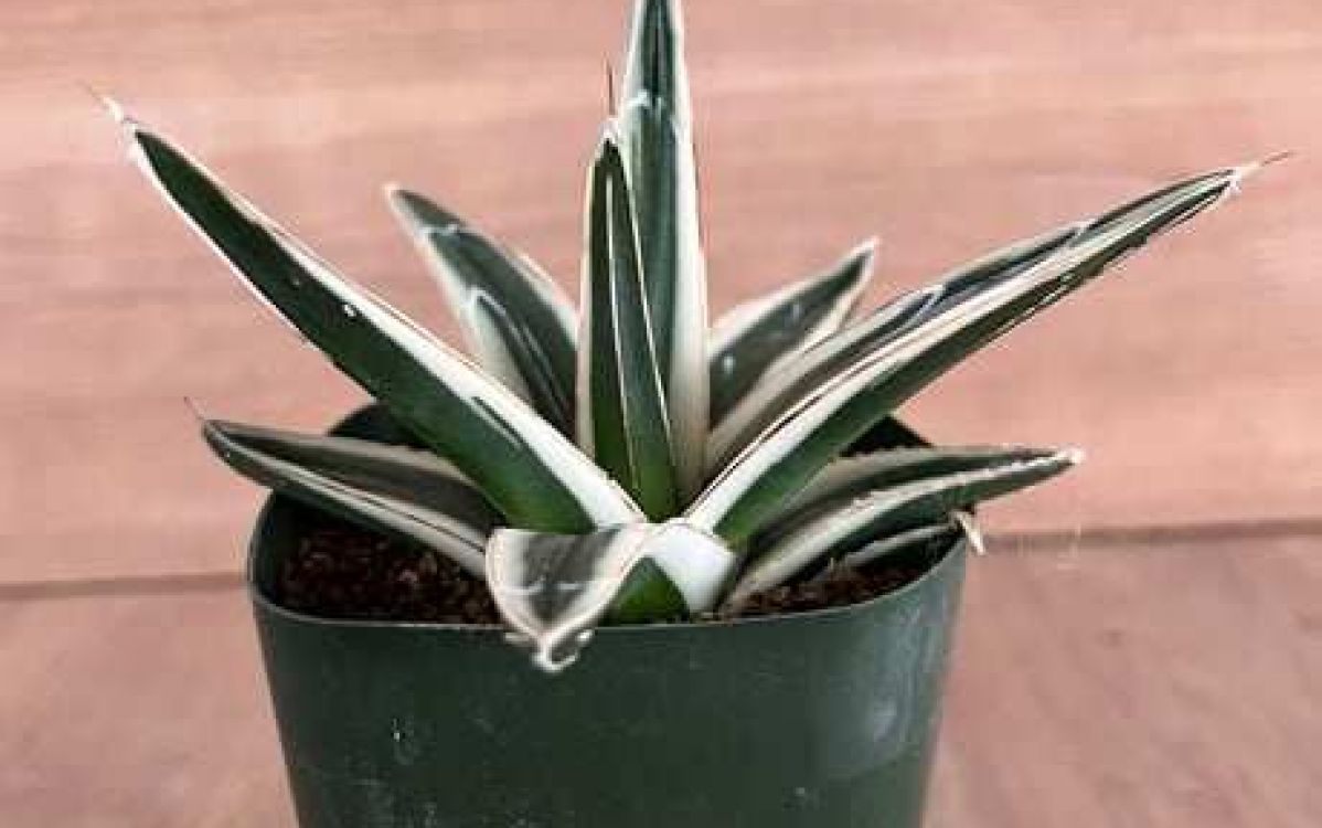 笹の雪 ロッキー白山 抜き苗 D 笹の雪 ロッキー白山 抜き苗 D アガベ 雪山 Agave victoriae-reginae