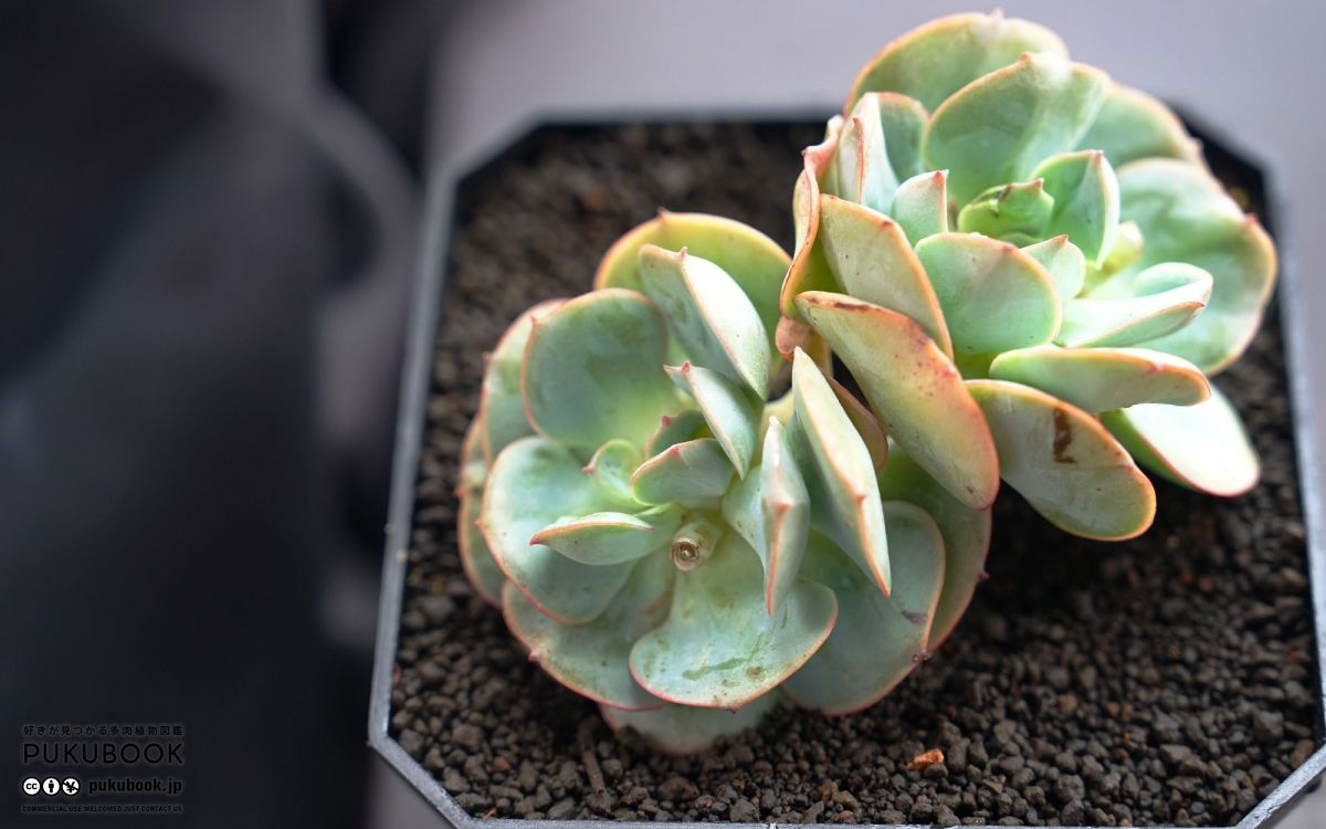 エケベリア クラウディア Echeveria 'Claudia'｜多肉植物図鑑 PUKUBOOK