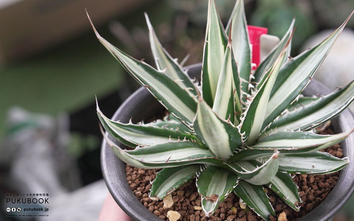 アガベ ホリダ錦 Agave horrida f.variegata｜多肉植物図鑑 PUKUBOOK