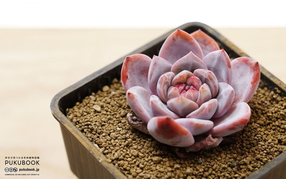 洋書)原種エケベリア図鑑 The genus Echeveria