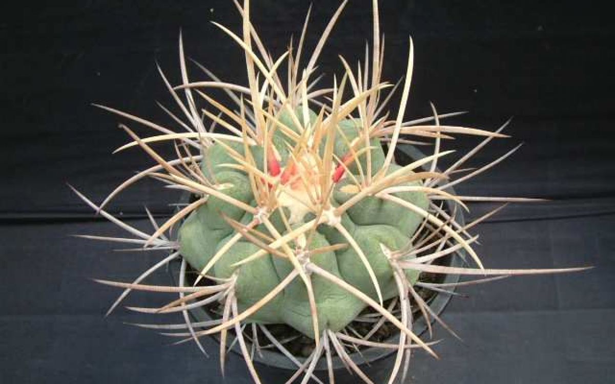 レアサボテンコレクション・テロカクタス属・直刺緋冠竜inわけけのお