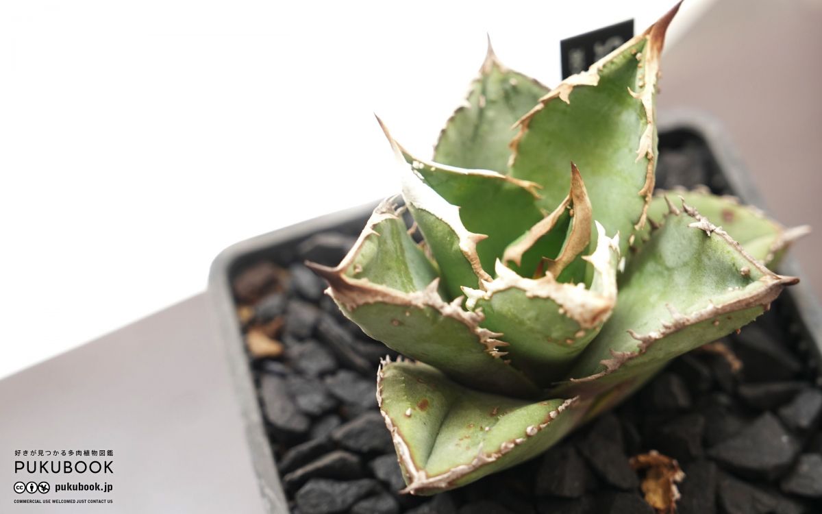 アガベ 鰐亀 Agave 'Alligator Snapper'｜多肉植物図鑑 PUKUBOOK
