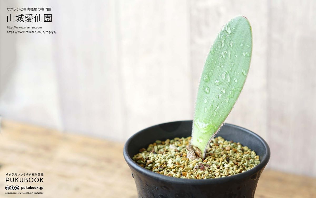 希少 ハエマンサス ノルティエリ / Haemanthus nortieri