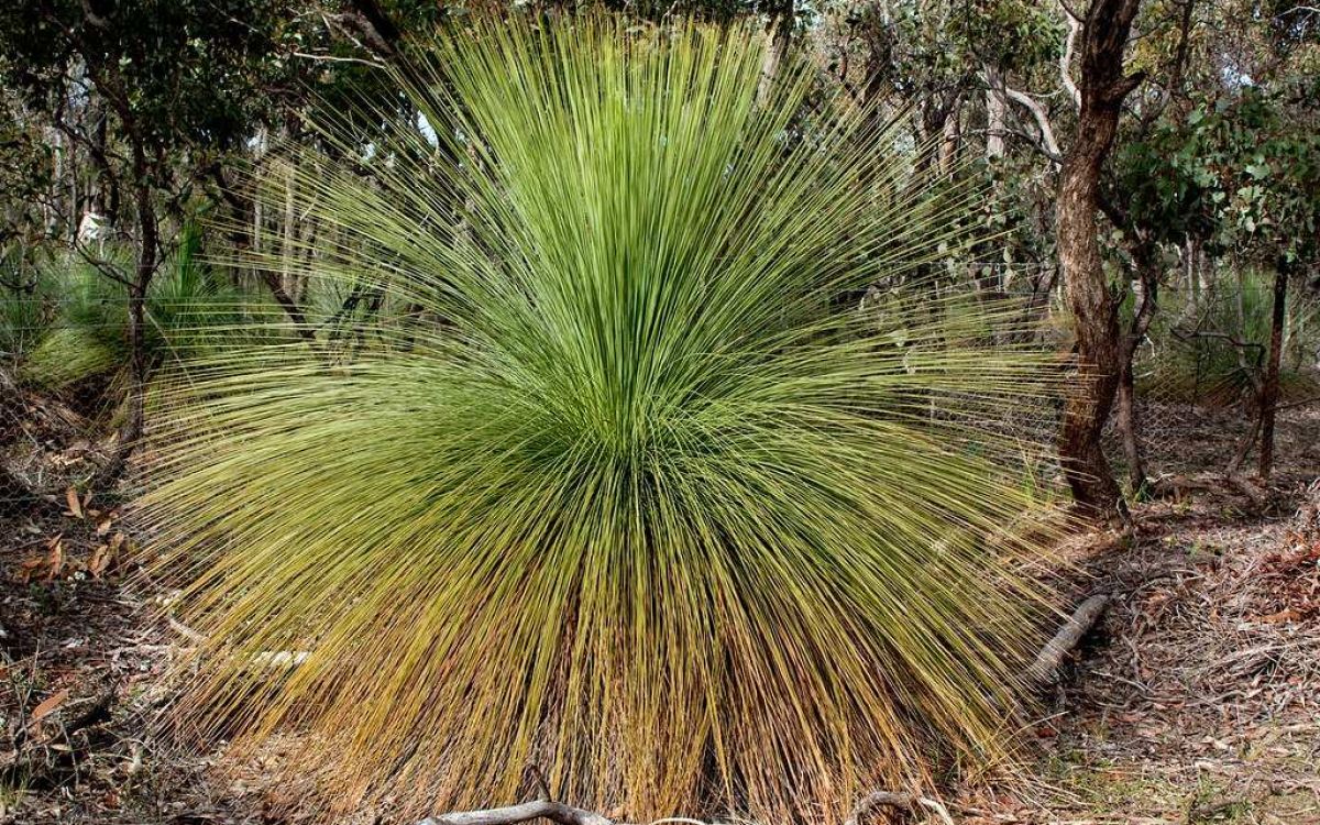 クサントロエア グラスツリー Xanthorrhoea australis｜多肉植物図鑑