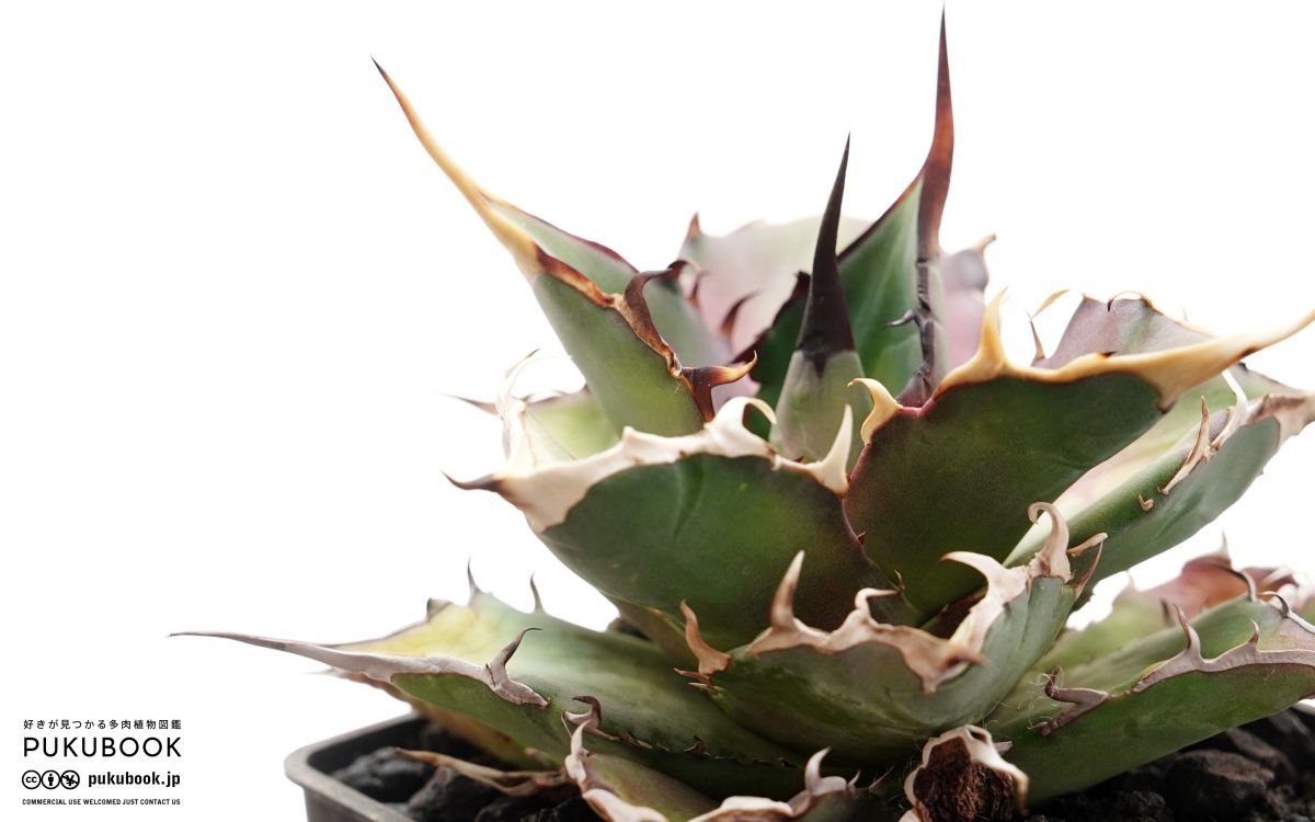アガベ ハデス Agave titanota 'Hades'｜多肉植物図鑑 PUKUBOOK
