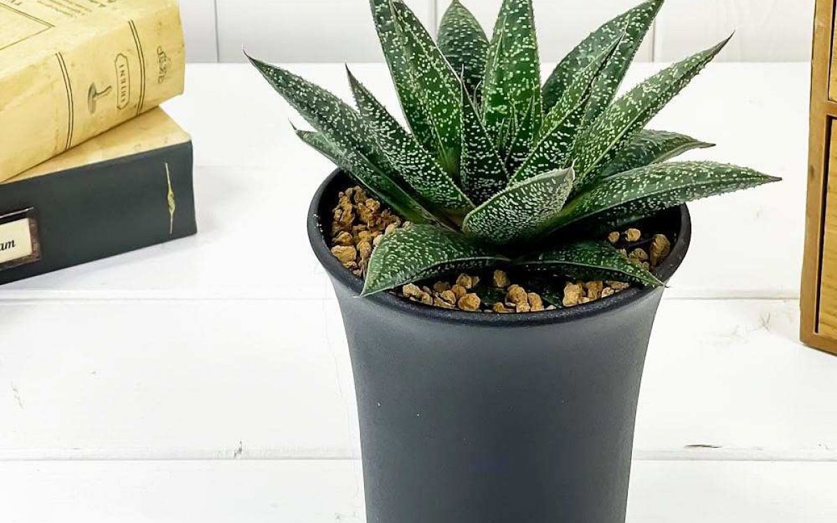 ガステリア フロー Gasteria 'Flow'｜多肉植物図鑑 PUKUBOOK(プクブック)