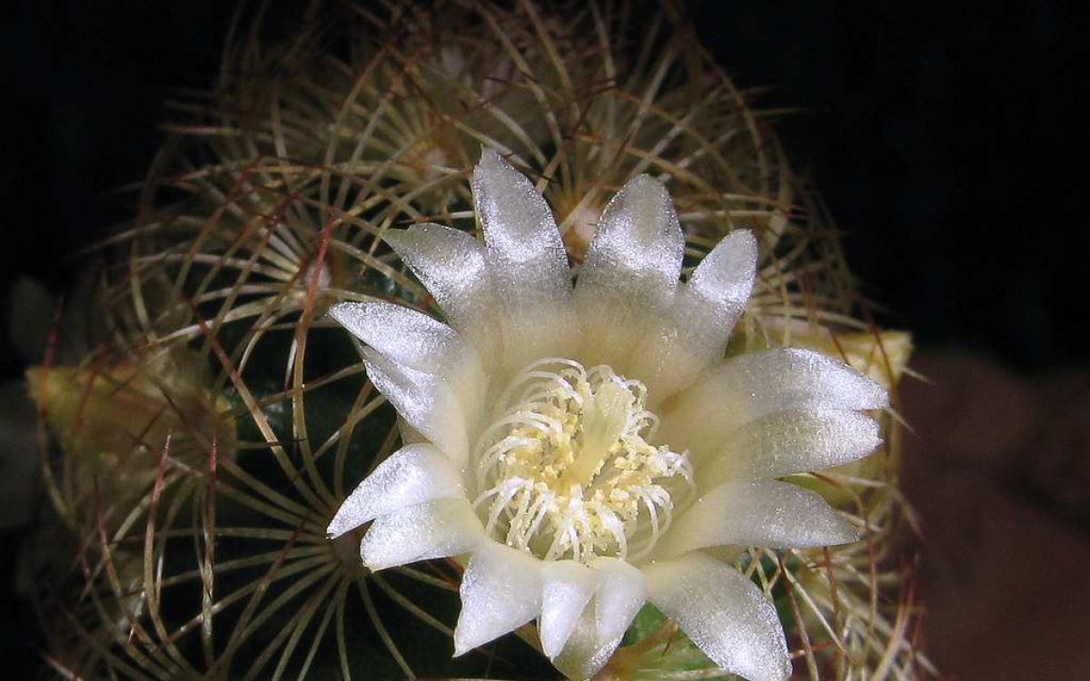 マミラリア 金手毬 綴化 Mammillaria elongata f. crist. ×佐々木