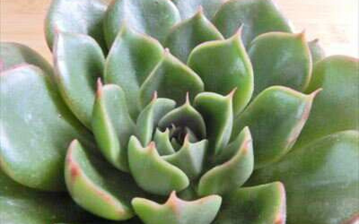 19株 G195-7 多肉植物 エケベリア血鶯 超美苗 サボテン 観葉植物 花 園芸