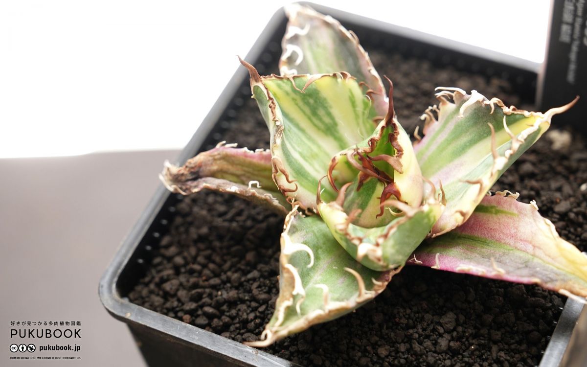 アガベ 白鯨錦 Agave titanota 'Hakugei Nishiki'｜多肉植物図鑑
