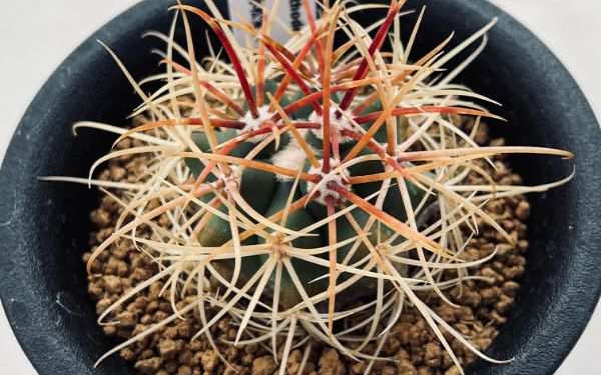 パンダー☆★ サボテン フェロカクタス 偉壮玉 サボテン：フェロカクタス 偉壮玉*幅19cm 現品！一品限り : 遊恵盆栽