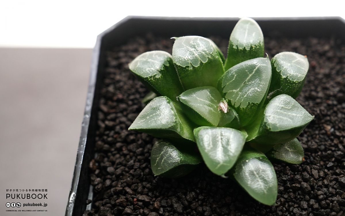 ハオルチア 月影 Haworthia 'Tsukikage'｜多肉植物図鑑 PUKUBOOK