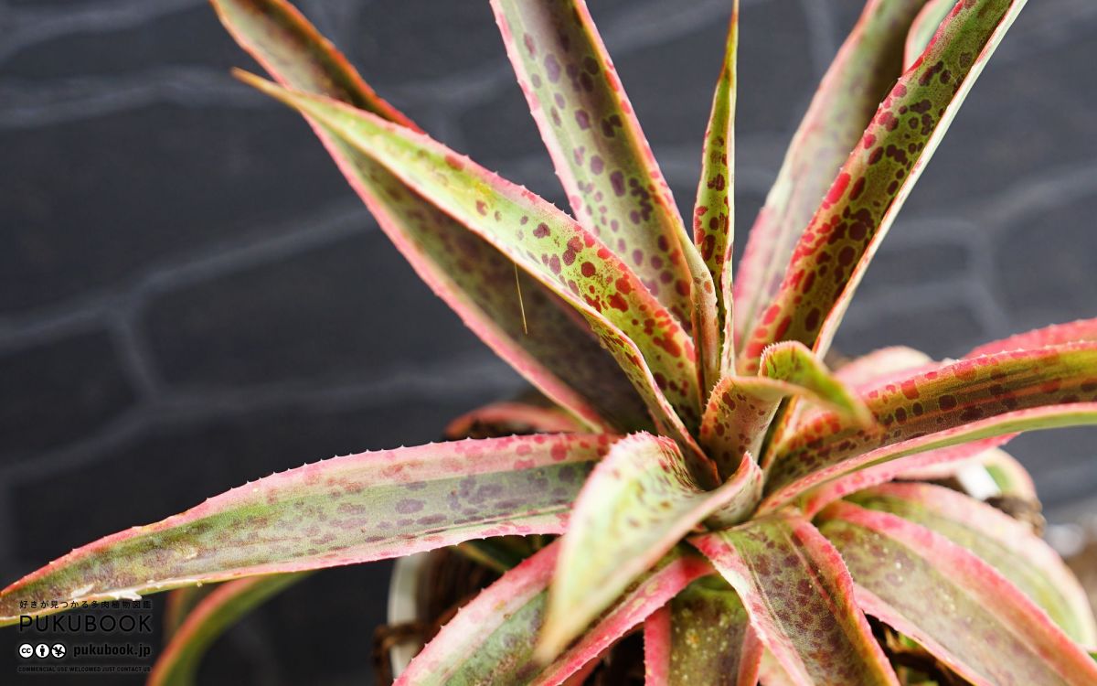 マンガベ カレイドスコープ Mangave 'Kaleidoscope'｜多肉植物図鑑