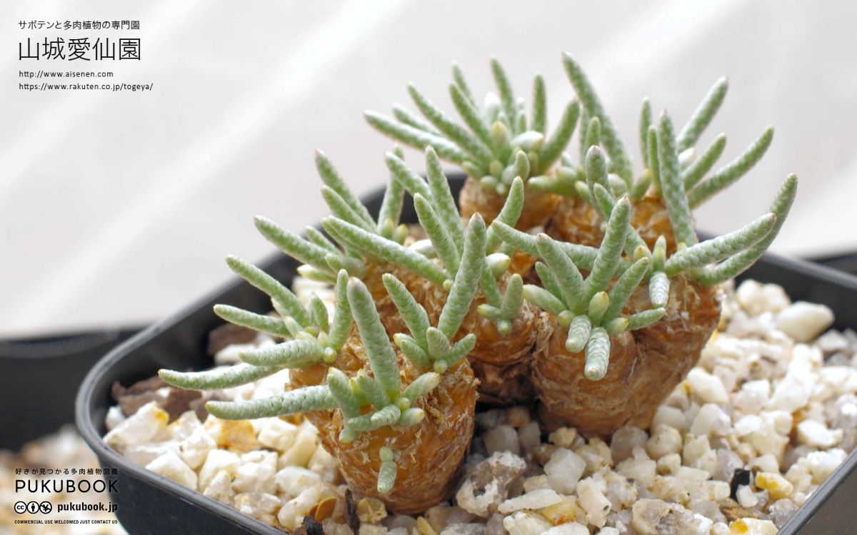 アボニア クイナリア Avonia quinaria｜多肉植物図鑑 PUKUBOOK(プクブック)