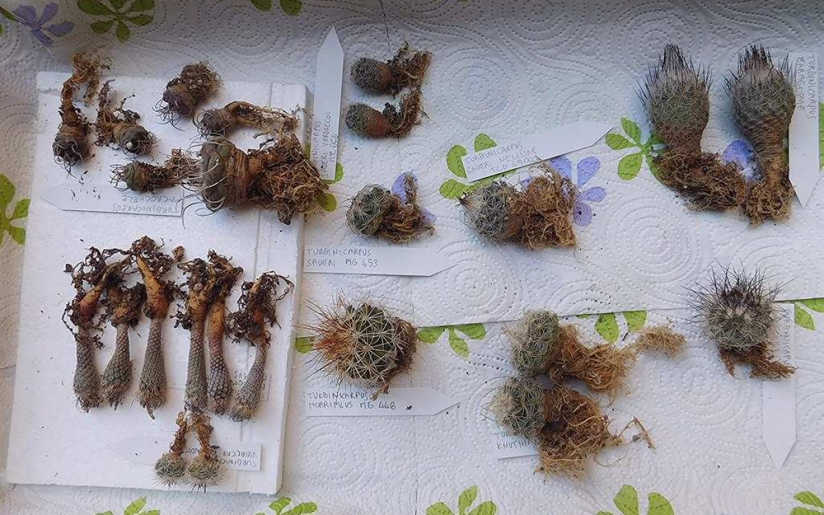 ツルビニカルプス 牙城丸 Turbinicarpus macrochele｜多肉植物図鑑