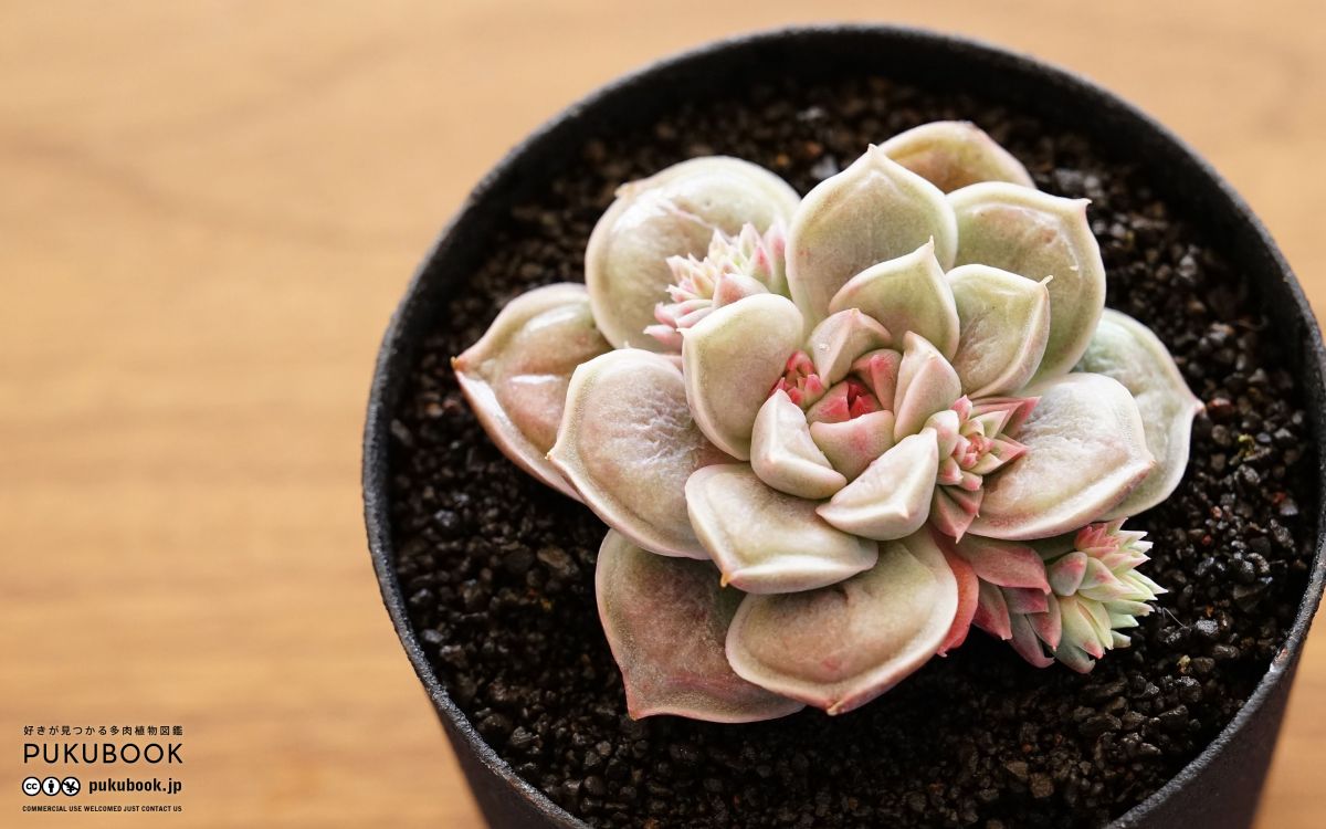 エケベリア ドクターストレンジ Echeveria 'Doctor Strange'｜多肉植物
