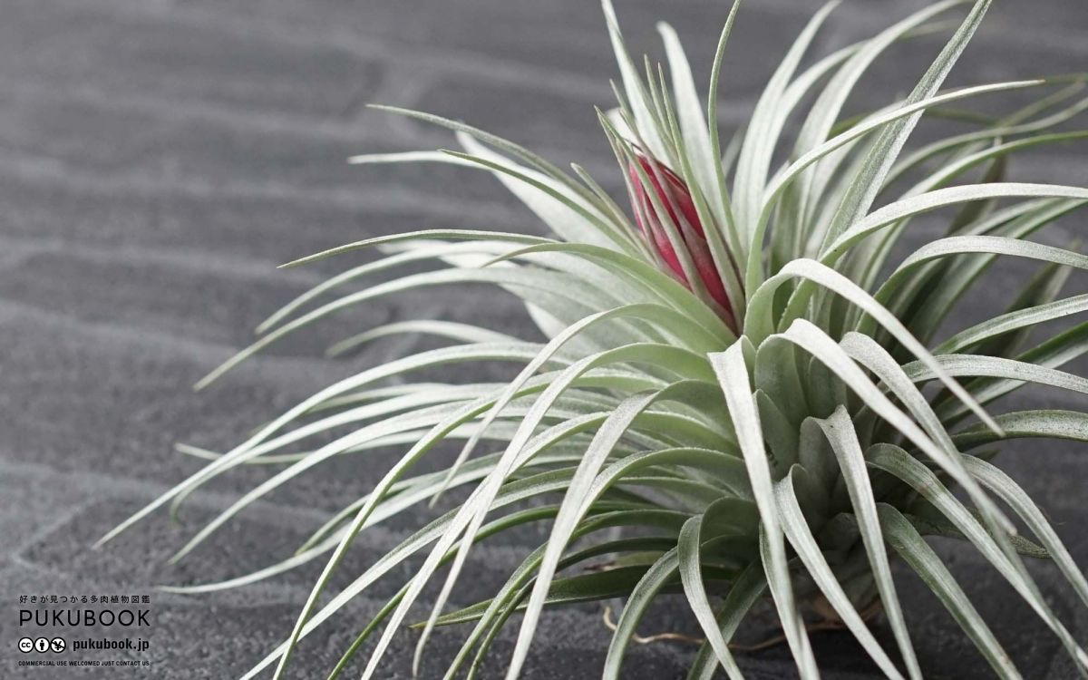 チランジア コットンキャンディー Tillandsia Cotton Candy のショッピング 多肉植物図鑑 Pukubook プクブック