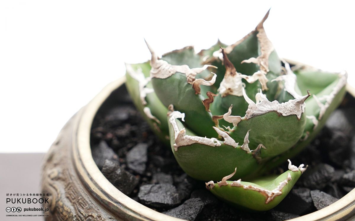 アガベ 南アフリカダイヤモンド Agave titanota 'South Africa Diamond