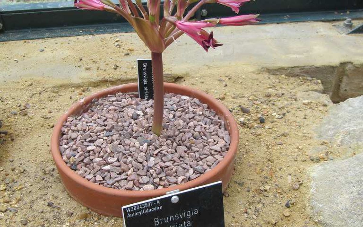 ブランスビギア striata Brunsvigia striataのショッピング｜多肉植物