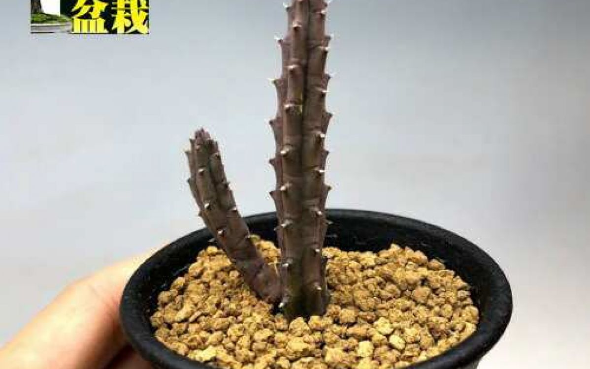 フェルニア hislopii Huernia hislopii｜多肉植物図鑑 PUKUBOOK