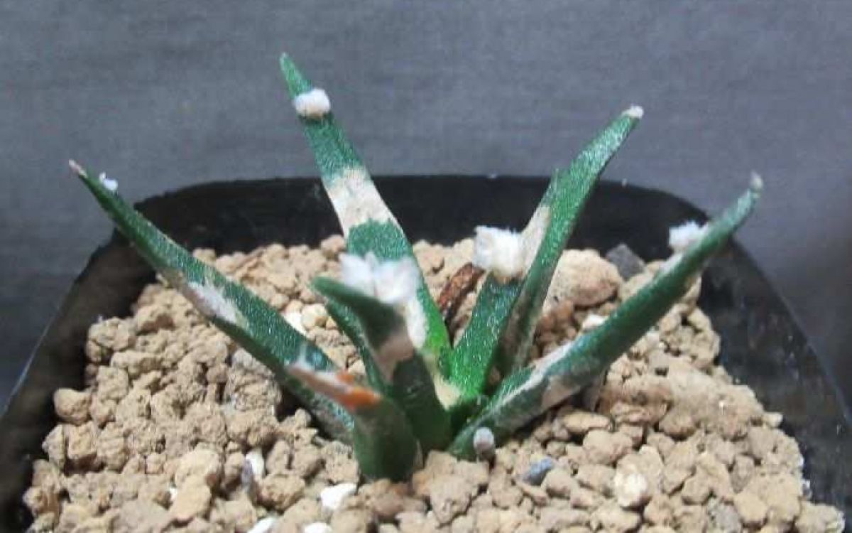 ○アガベ牡丹 実生 1鉢②○Ariocarpus agavoides アリオカルプス
