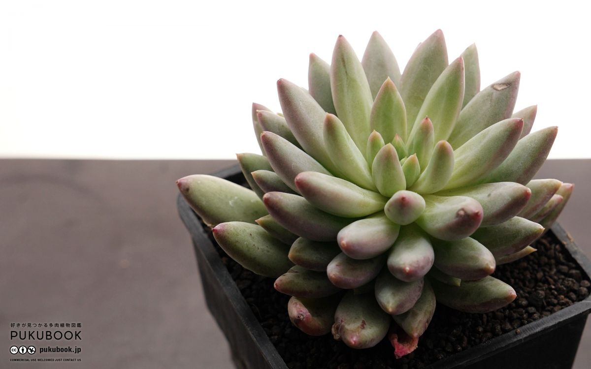 エケベリア チェリーズ Echeveria 'Cherries'｜多肉植物図鑑 PUKUBOOK
