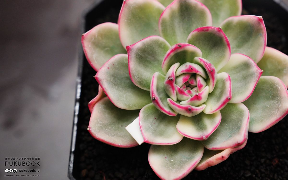 エケベリア ブルー錦 Echeveria 'Blue Variegated'｜多肉植物図鑑