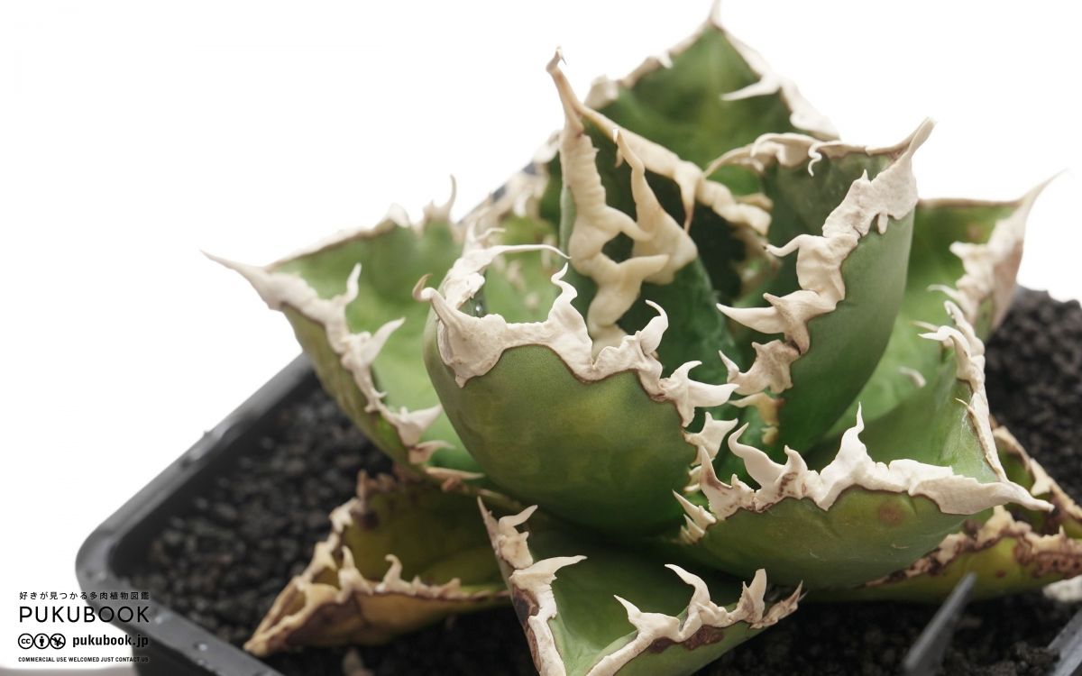 アガベ 狼人 Agave titanota 'Werewolf'｜多肉植物図鑑 PUKUBOOK
