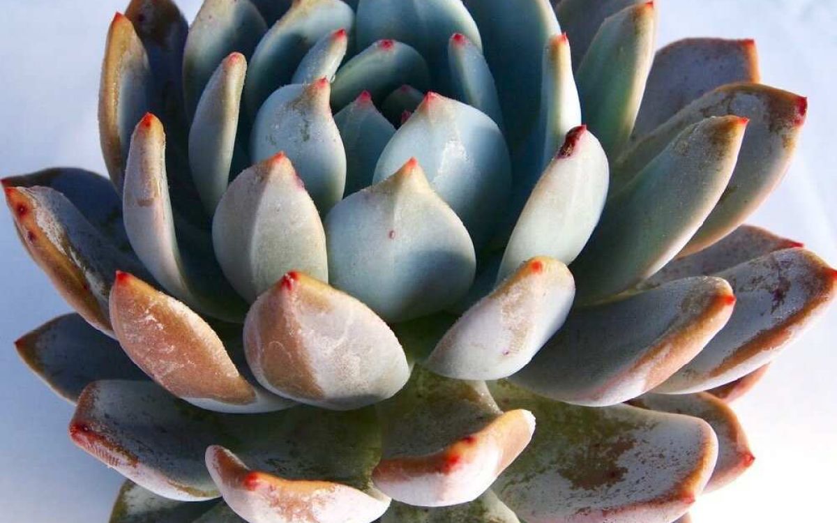 エケベリア ソンヨウン Echeveria 'Son Yeo-Eun'｜多肉植物図鑑