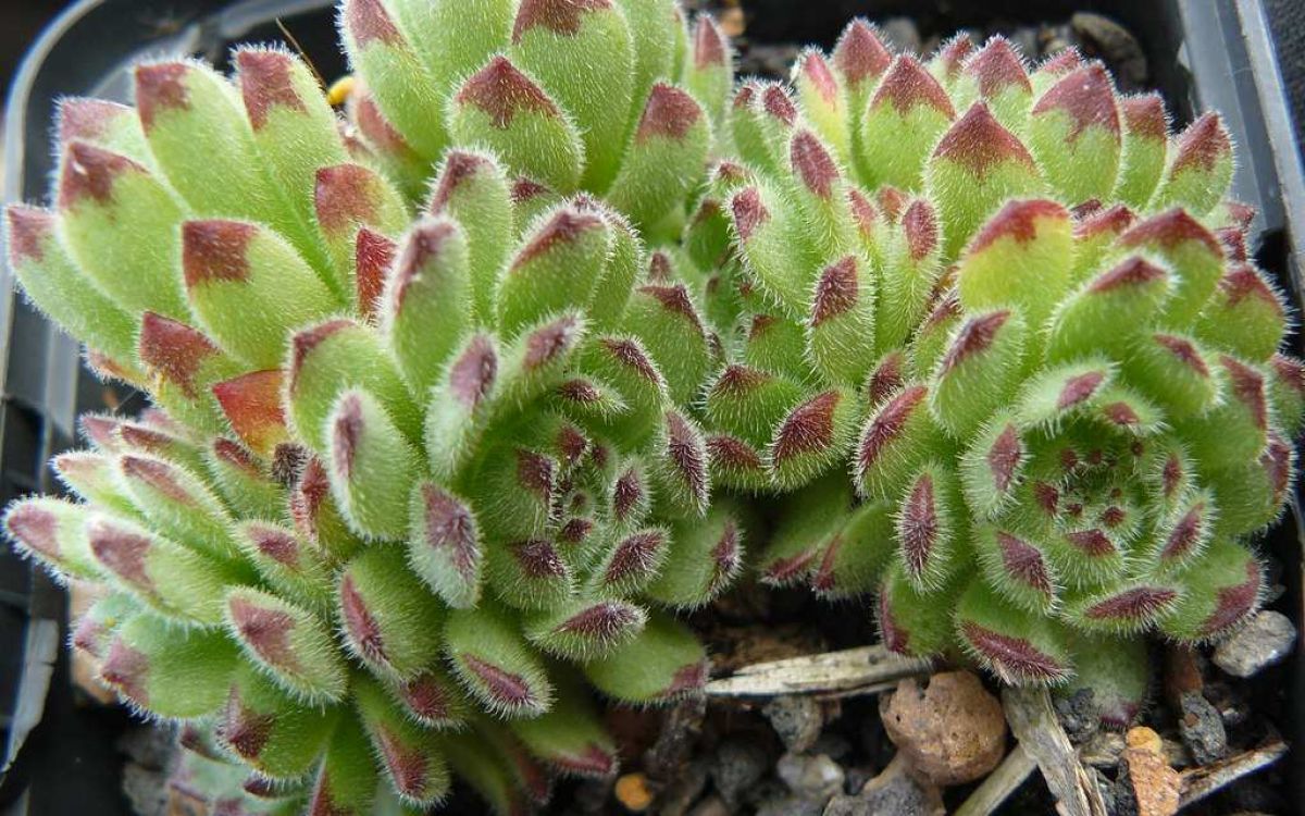センペルビブム ピットニー Sempervivum pittonii｜多肉植物図鑑