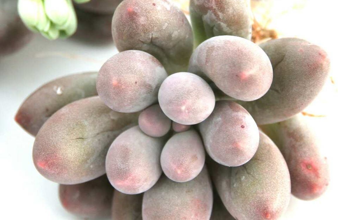 ❣️美苗♡オレンジスノーボール②❣️現品 カット オレンジスノー