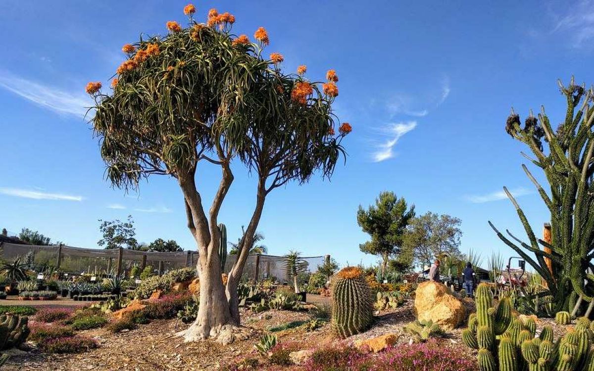 アロエ・メデューサ / トンガエンシス ツリーアロエ レア 多肉 アロエ