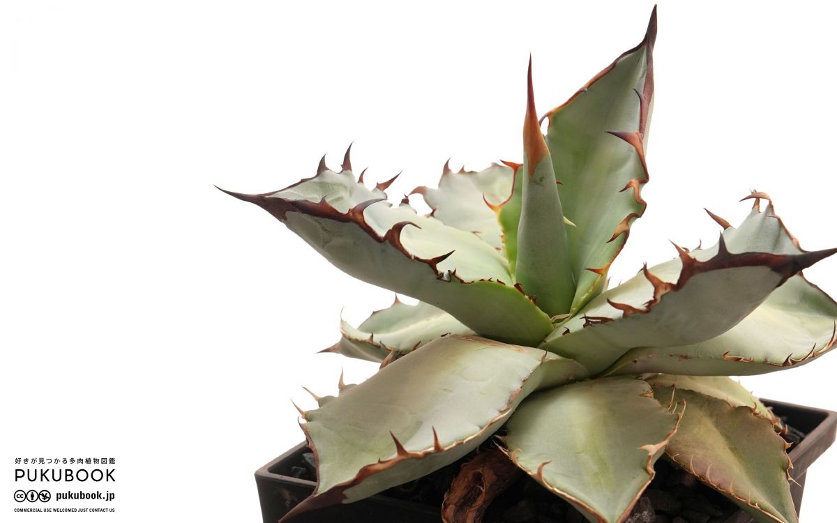 アガベ ライオンズメーン Agave titanota 'Lion's Mane'｜多肉植物図鑑