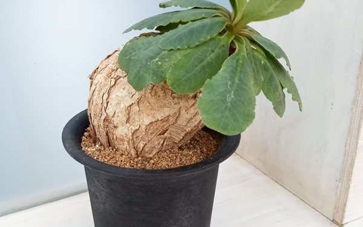 ユーフォルビア プリムリフォリア Euphorbia primulifolia｜多肉植物