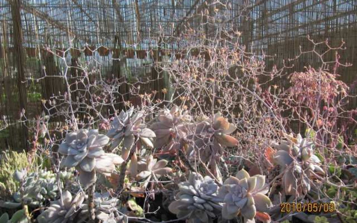 エケベリア フェアリー Echeveria 'Fairy'｜多肉植物図鑑 PUKUBOOK