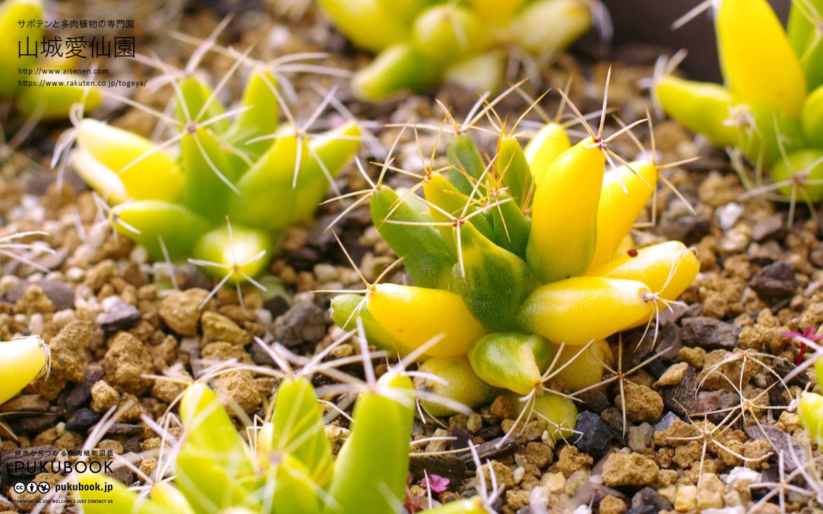 ドリコテレ 海王星 Dolichothele Uberiformis 多肉植物図鑑 Pukubook プクブック