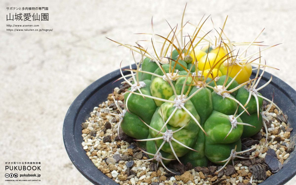 ギムノカリキウム ゼガラエ錦 Gymnocalycium pflanzii ssp.zegarrae f