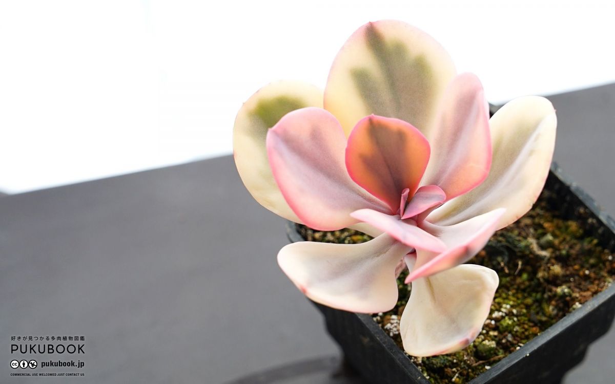 多肉植物 寄せ植え（エンジェル.ウイング鉢♪プードル付き） セネシオ