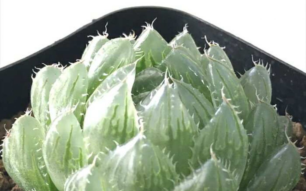 【たー】ハオルチア Haworthia riverensis n.n., JDV91-115, Sundays River Poort, S of