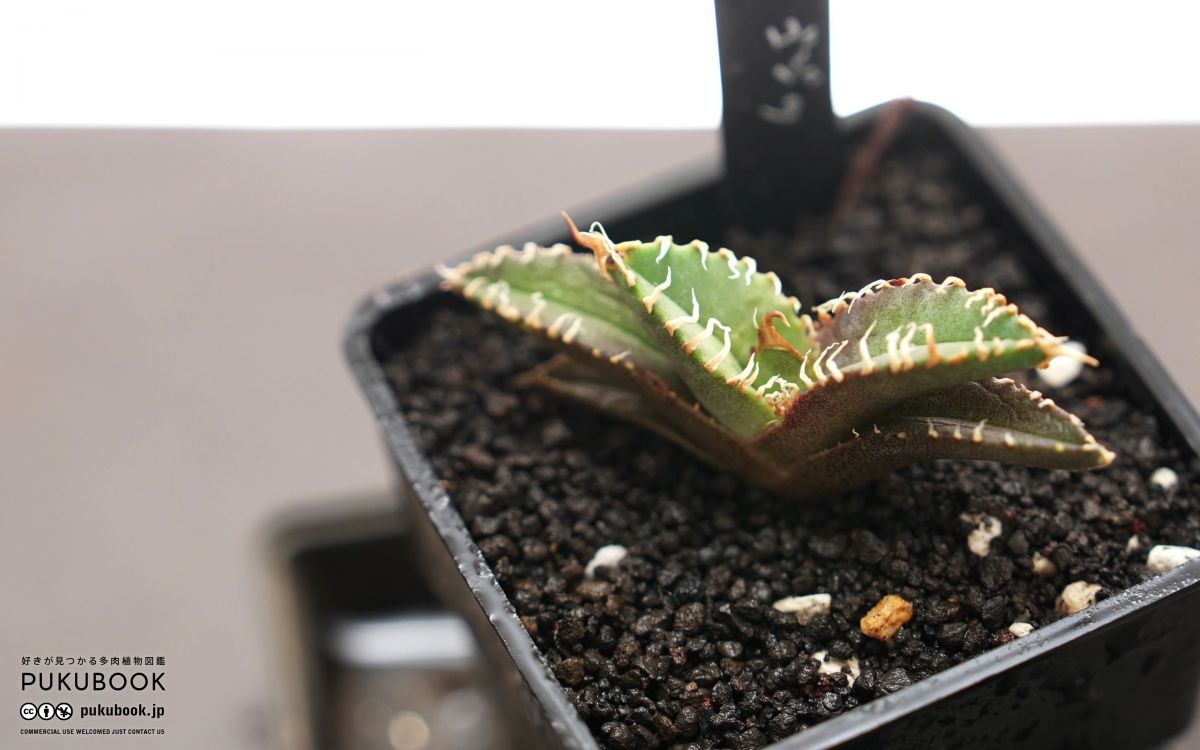 アガベ　中国ゴジラ　龍球会　天芽 アガベ 中国ゴジラ 龍球会 天芽 アガベ ゴジラ Agave titanota