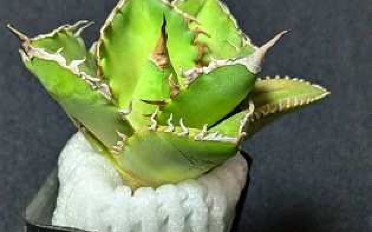 ［親株出品］アガベ　シャークソード 🌿 Agave titanota 'Shark Sword' ✨育成記録✨ 🌿🌿🌿 plc2〜 成長