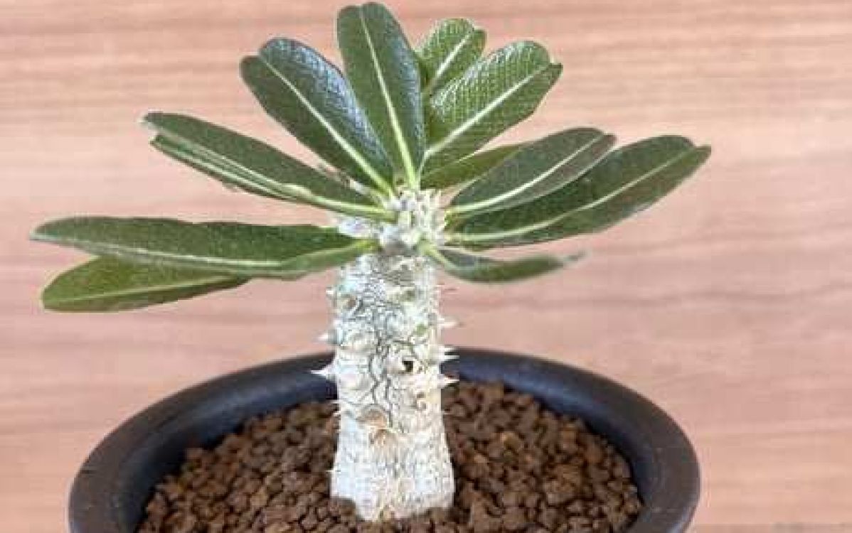 【高品質格安】Pachypodium Tackyi パキポディウム タッキー　栽培丸4年　コーデックス　塊根植物 サボテン