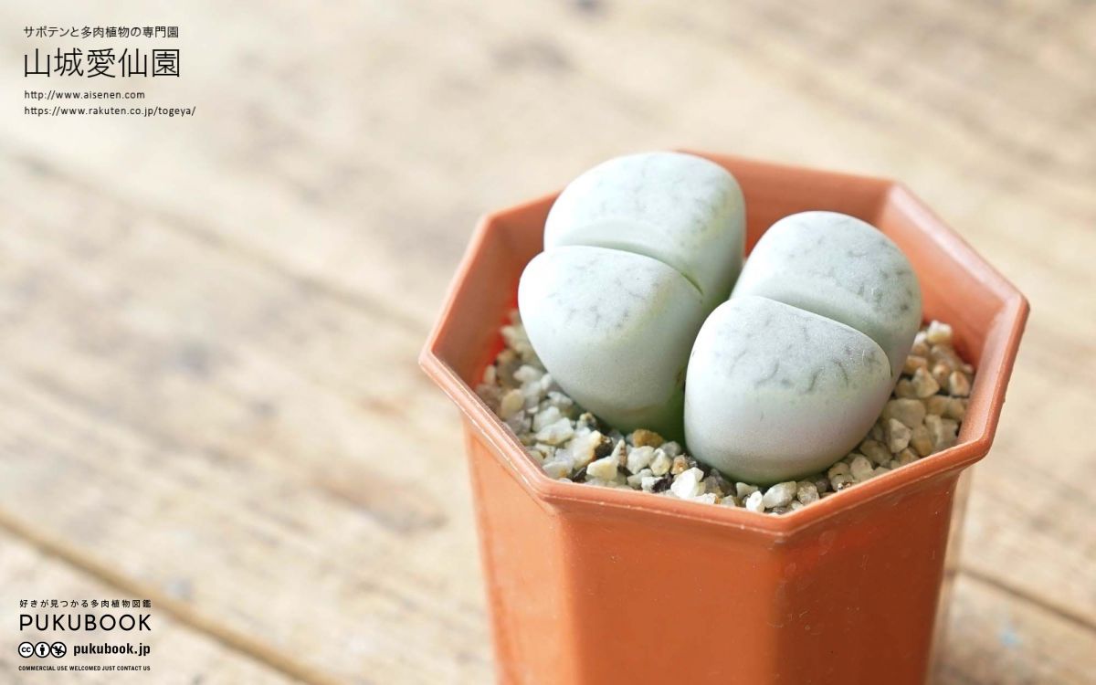 リトープス 宝貴玉 Lithops pseudotruncatella ssp.volkii｜多肉植物