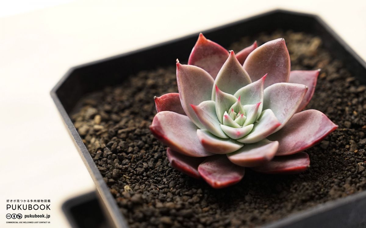 エケベリア ミア Echeveria 'Mia'｜多肉植物図鑑 PUKUBOOK(プクブック)