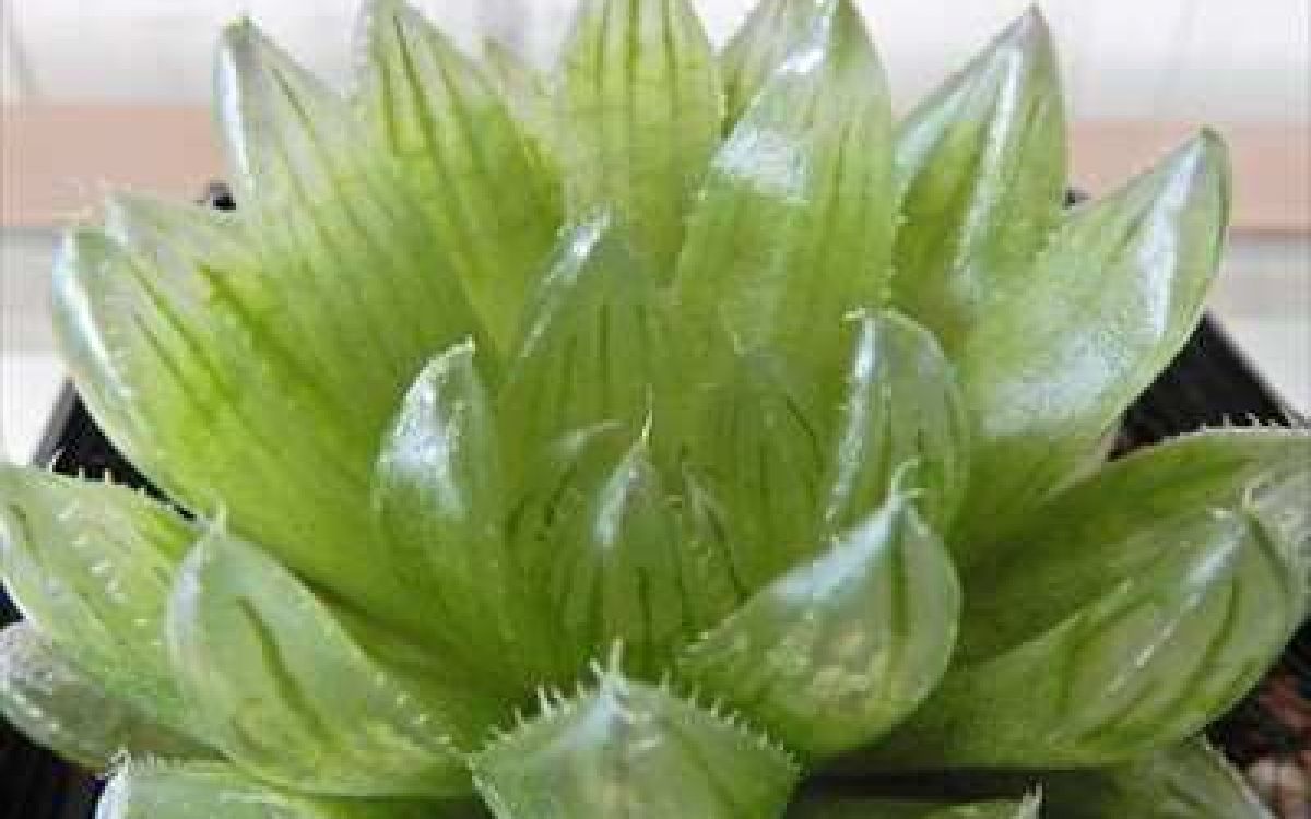 ◆多肉植物◆ハオルチア エメラルドLED