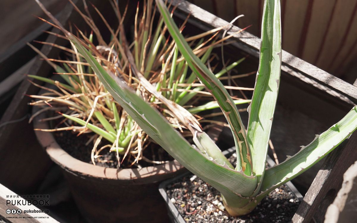 アガベ キシロナカンサ 大株 ブルー？ソードフィッシュ？ 高さ90センチ