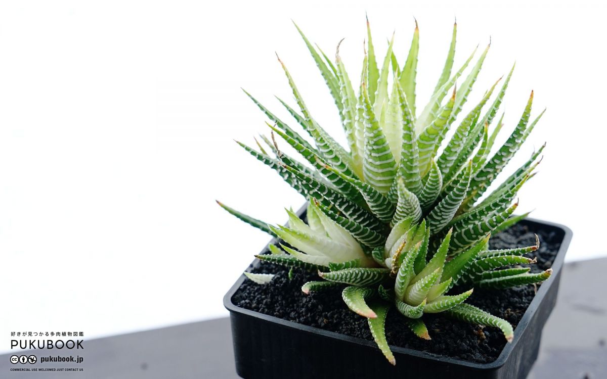 ハオルチア 白蝶 Haworthia fasciata 'Hakucho'のショッピング｜多肉