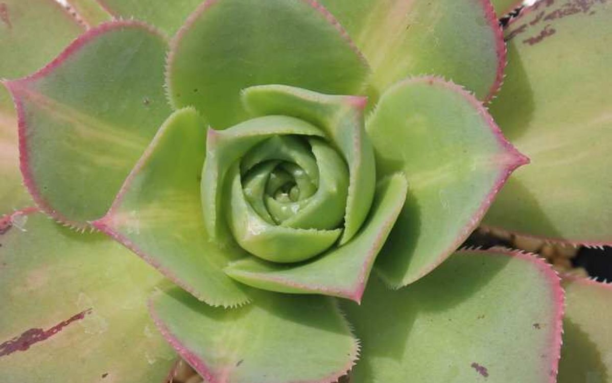 多肉植物 アエオニウム ムーンバースト 綴化 ② アエオニウム・サン