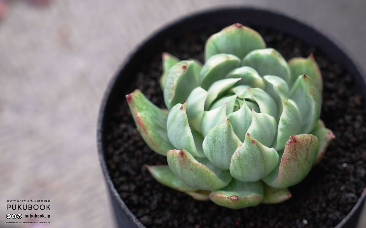 エケベリア クイーンマリア錦 Echeveria 'Queen Maria Variegated