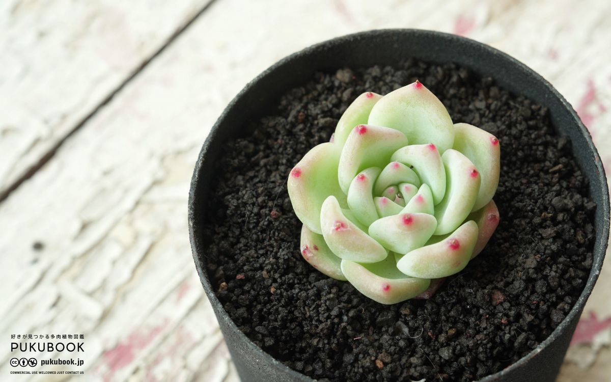 エケベリア ホワイトラタム Echeveria 'Whtie Ratam'｜多肉植物図鑑