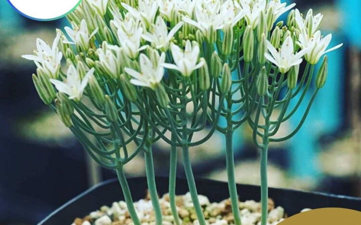 エリオスペルマム アフィルム Eriospermum aphyllum｜多肉植物図鑑